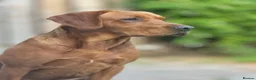 Labrador Retriever dogs for sale: KC Registered Fox Red Lab Puppies Raised Vet’s Hom - Advert 17