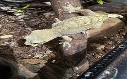 Gecko reptiles for sale: Breeding pair of crested geckos - Image 1