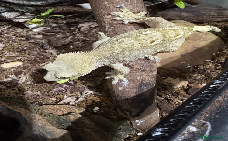Gecko reptiles - Advert 1