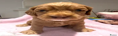 Whispa