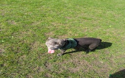 Staffordshire Bull Terrier dogs for sale: Blue female staff for sale  - Image 27