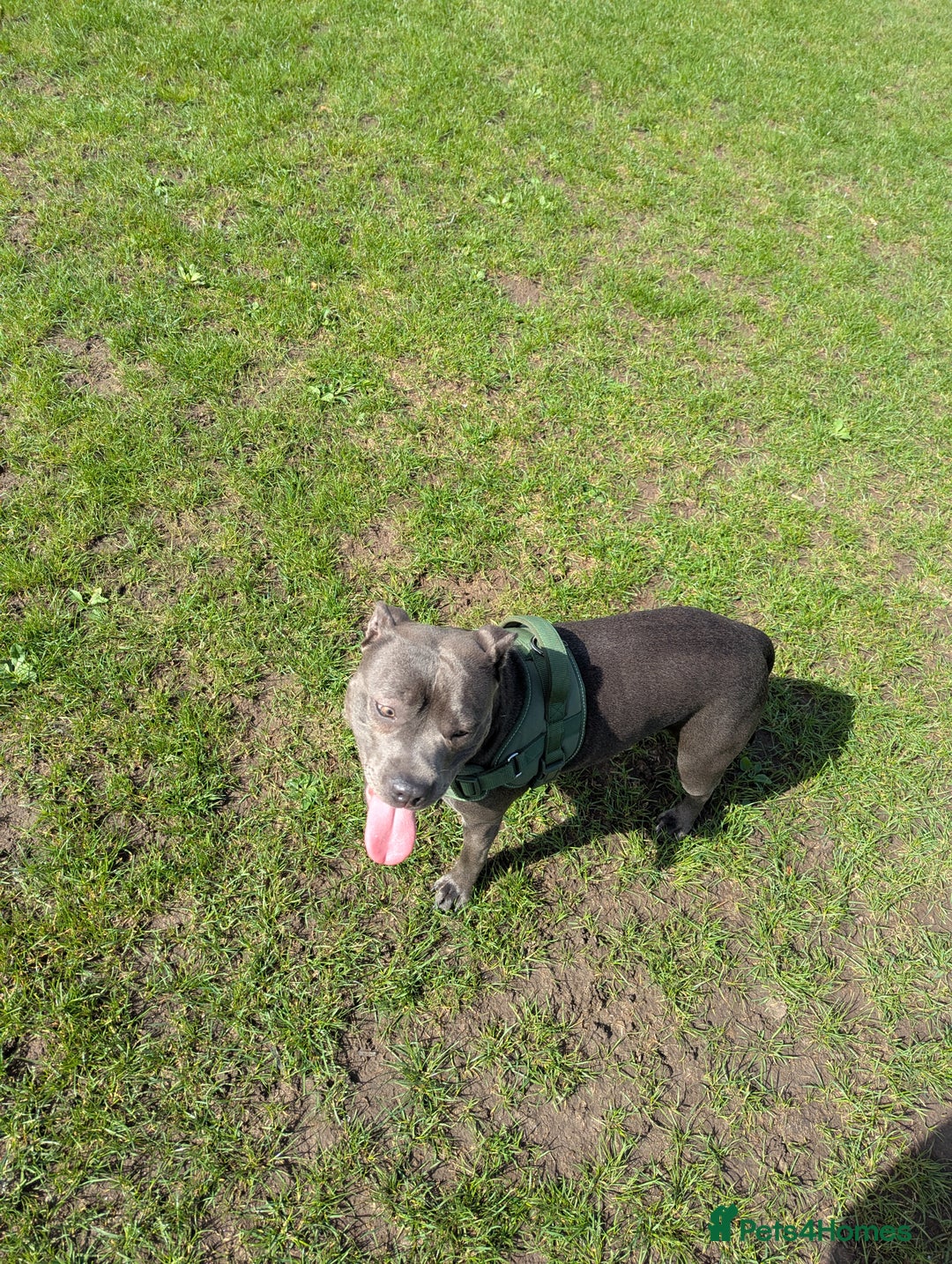 Staffordshire Bull Terrier dogs for sale: Blue female staff for sale  - Image 27