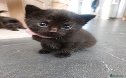 British Shorthair cats for sale: Black Kittens for sale  - Image 2
