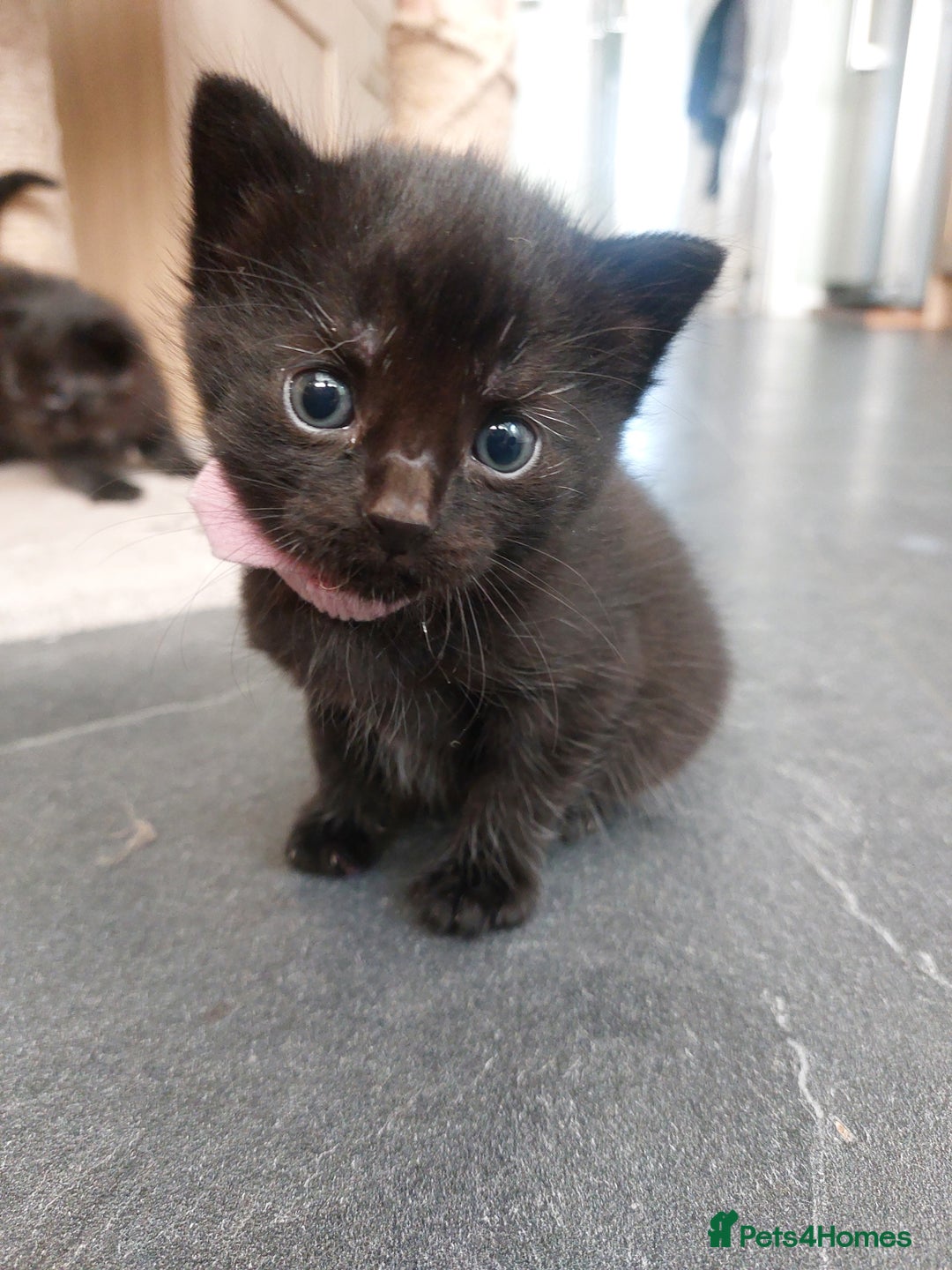 British Shorthair cats for sale: Black Kittens for sale  - Image 2