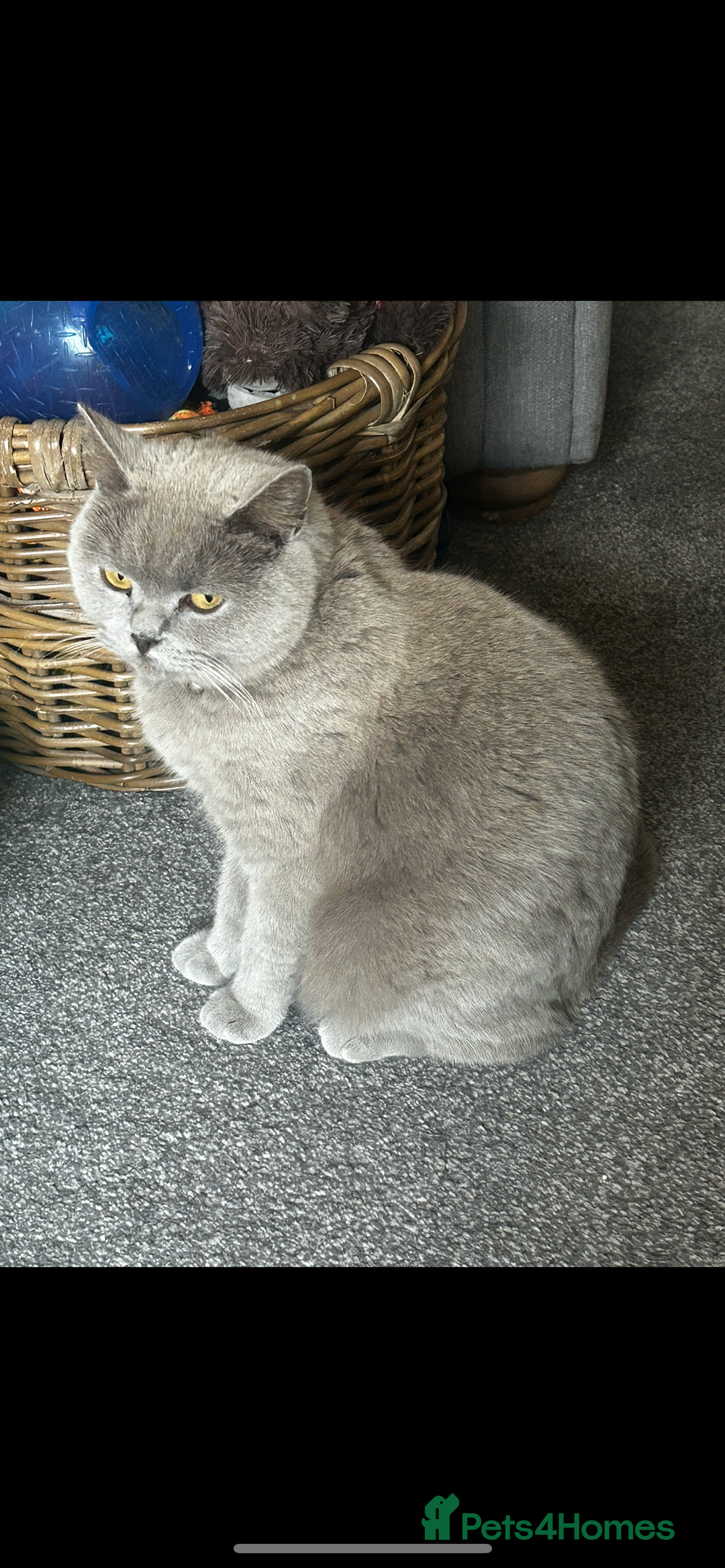 British Shorthair cats for sale: British Shorthair cross kittens - Advert 1