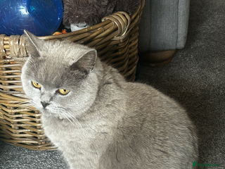 British Shorthair cats British Shorthair cross kittens - Advert 1