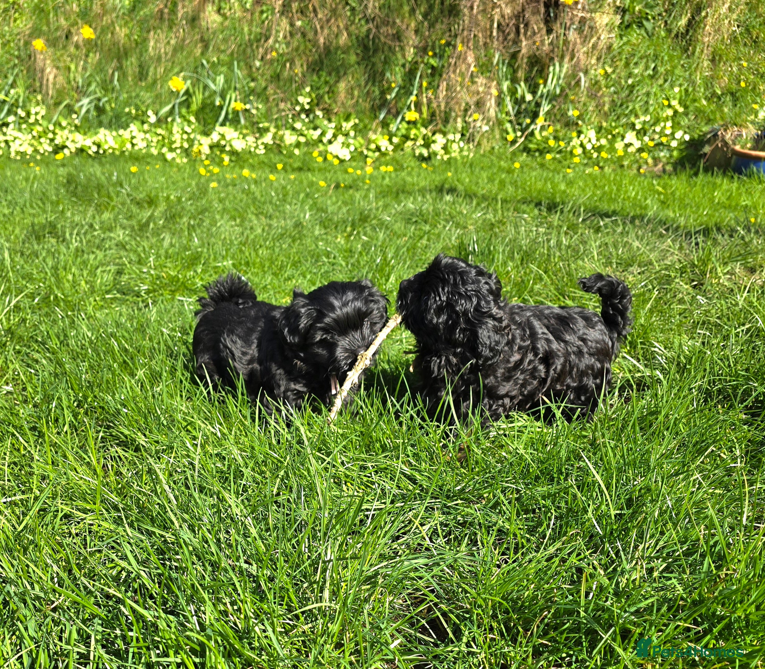 Bichon Frise dogs Coloured Bichon - pedigree Tsvetnaya Bolonka  - Advert 4