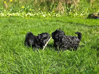 Bichon Frise dogs Coloured Bichon - pedigree Tsvetnaya Bolonka - Advert 4