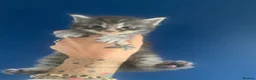 Maine Coon cats for sale: AMAZING TICA REGISTERED KITTENS - Advert 5