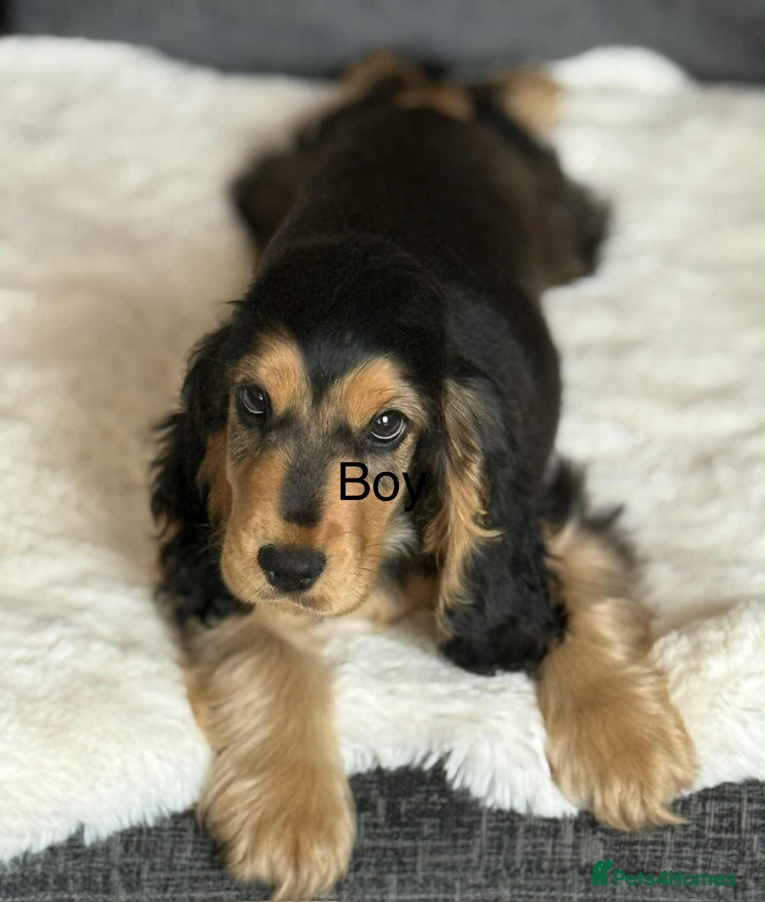 Cocker Spaniel dogs for sale: Kc registered cocker spaniels poops for sale - Image 4