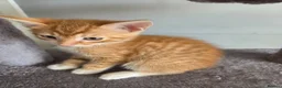 Mixed Breed cats for sale: Mixed litter of kittens  - Advert 2