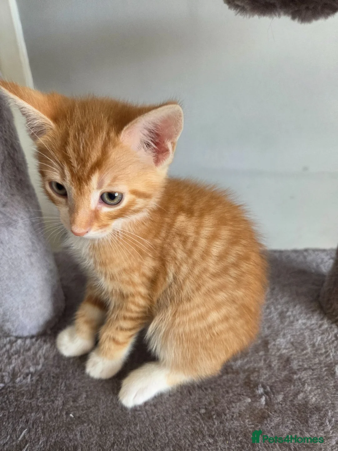 Mixed Breed cats for sale: Mixed litter of kittens  - Advert 2