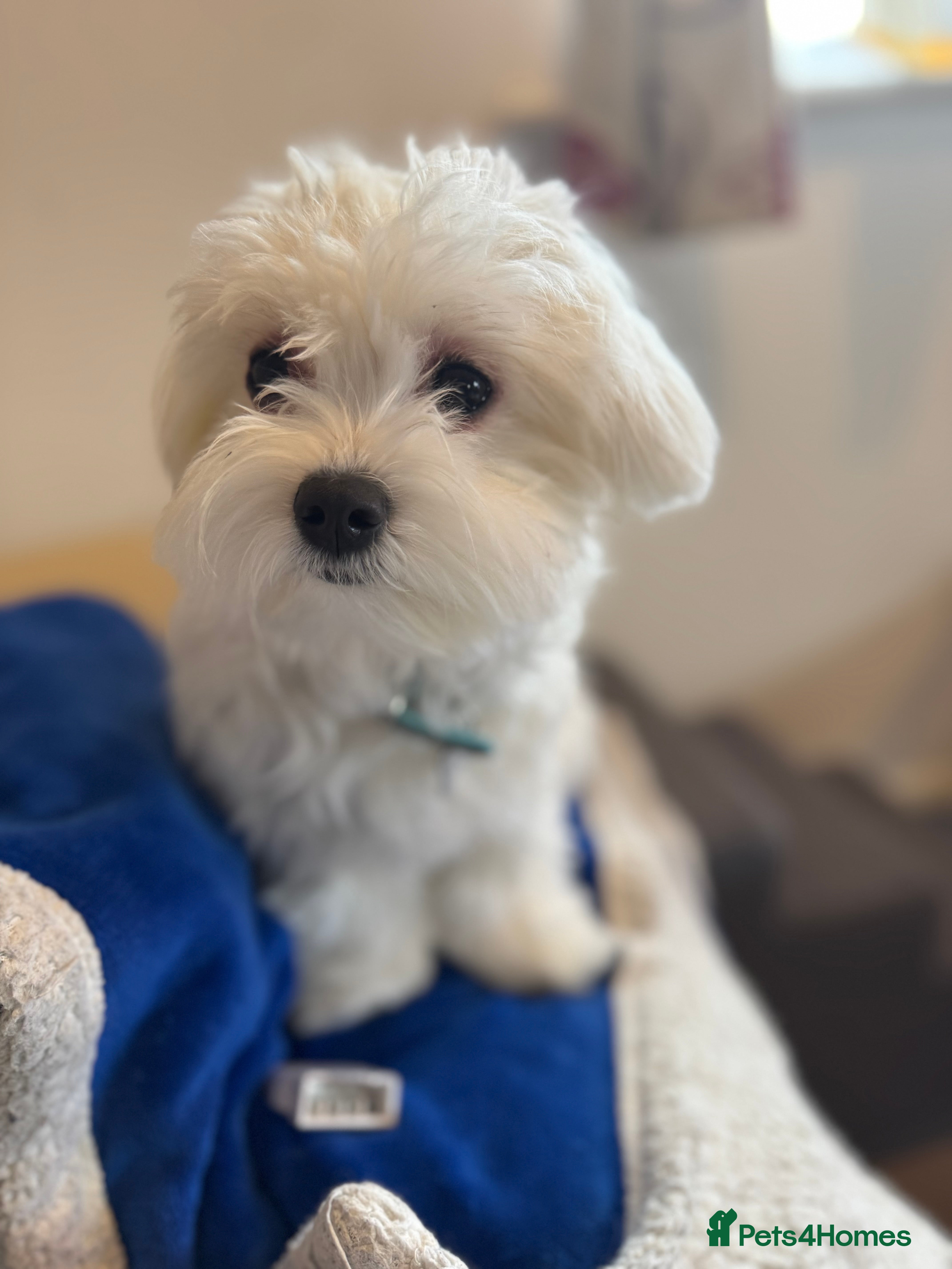 Maltese dogs 5 generation KC registered Maltese - Advert 5