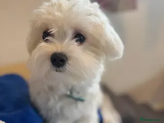 Maltese dogs 5 generation KC registered Maltese - Advert 5