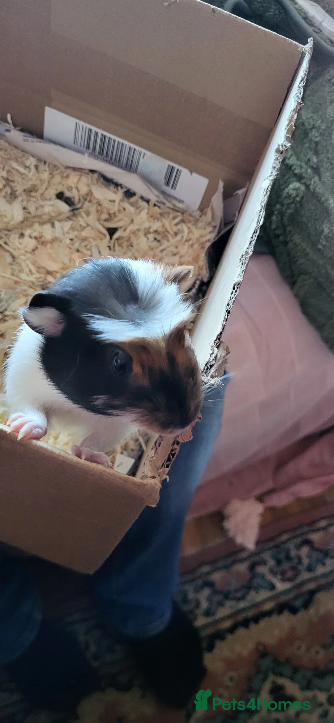 Guinea Pig rodents for sale: Male guinea-pig for sale in Basildon - Advert 3