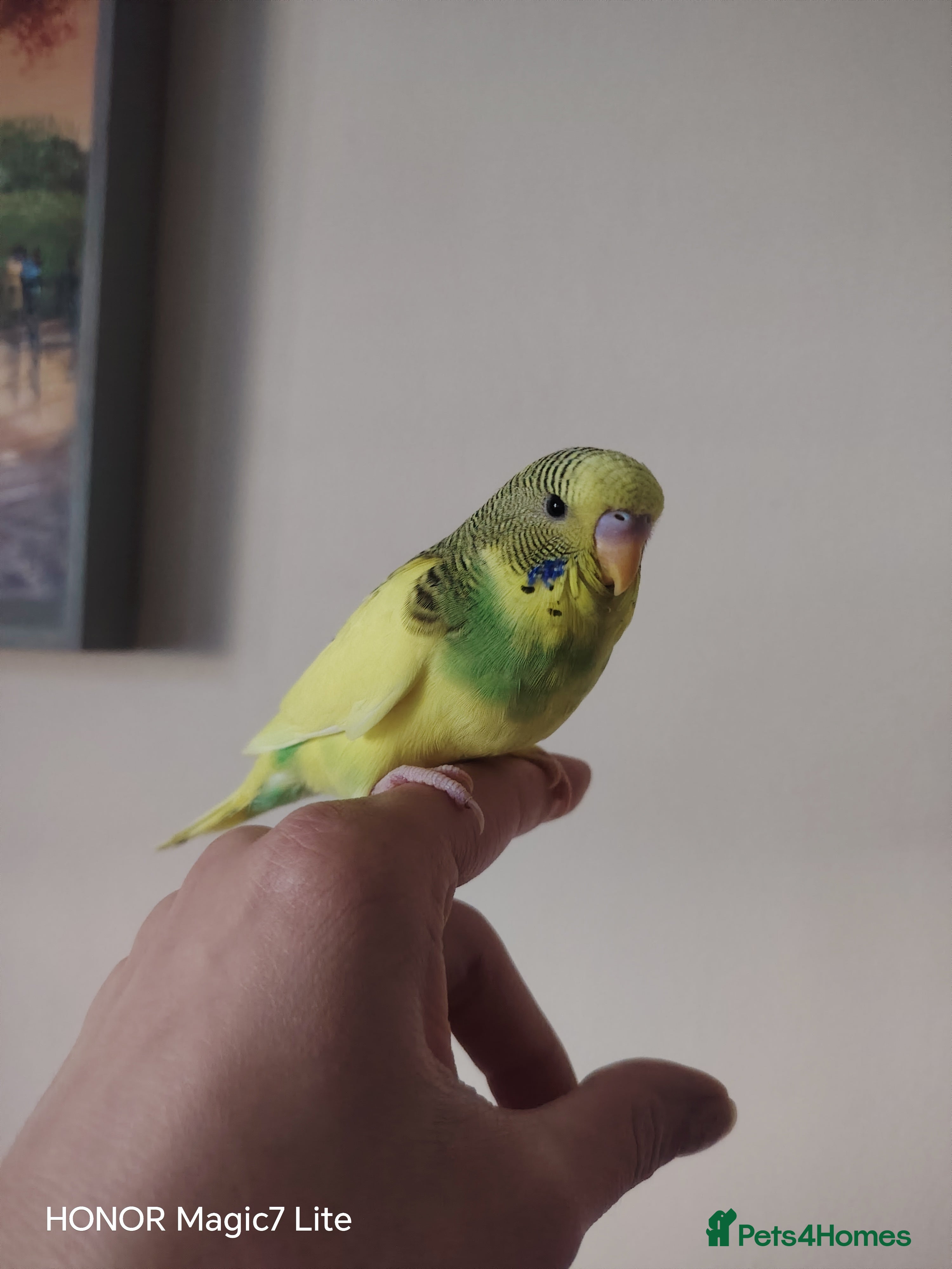 Budgerigars birds Beautiful Baby Budgies for sale  - Advert 19