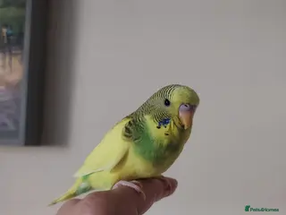 Budgerigars birds Beautiful Baby Budgies for sale - Advert 18