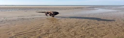Cocker Spaniel dogs for stud: Dougie the chocolate stud - Advert 5