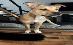 Mixed Breed dogs for sale: Ren looking for a new home x - Image 3