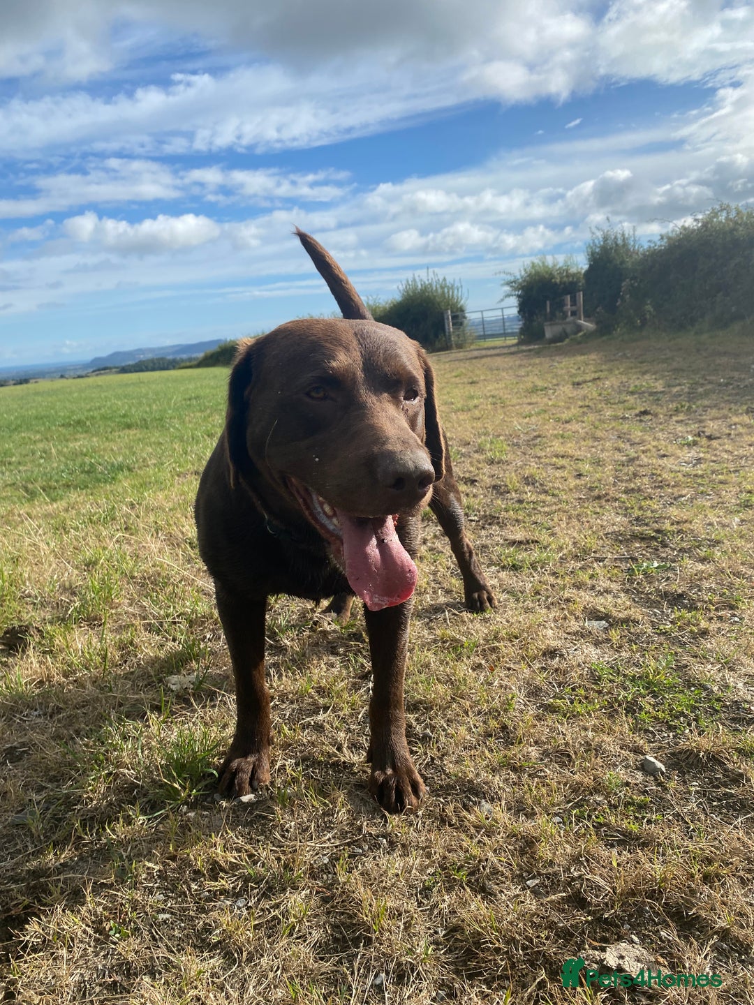 Borador dogs for sale: Borador puppies  - Advert 2