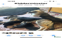 German Shepherd dogs for sale: German shepherd puppies for sale  - Image 3