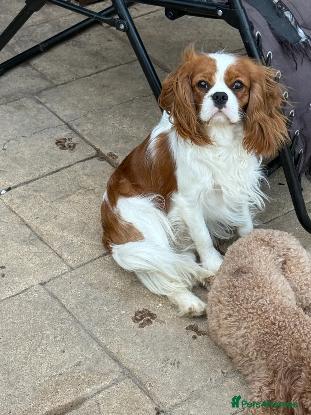 Cavalier King Charles Spaniel dogs for sale: Adult Blenheim cavalier 18 months old entire male. - Advert 3