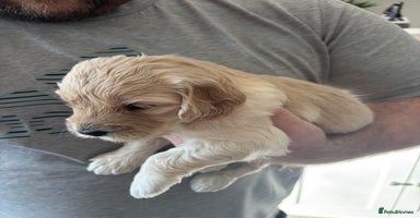 Mini Goldendoodle dogs F2 mini golden doodle puppies.  - Advert 5