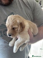 Mini Goldendoodle dogs F2 mini golden doodle puppies. - Advert 2
