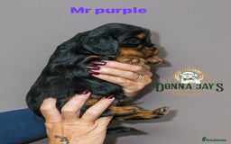 Cavalier King Charles Spaniel dogs for sale: Donna Jays old school type cavalier King Charles  - Image 10