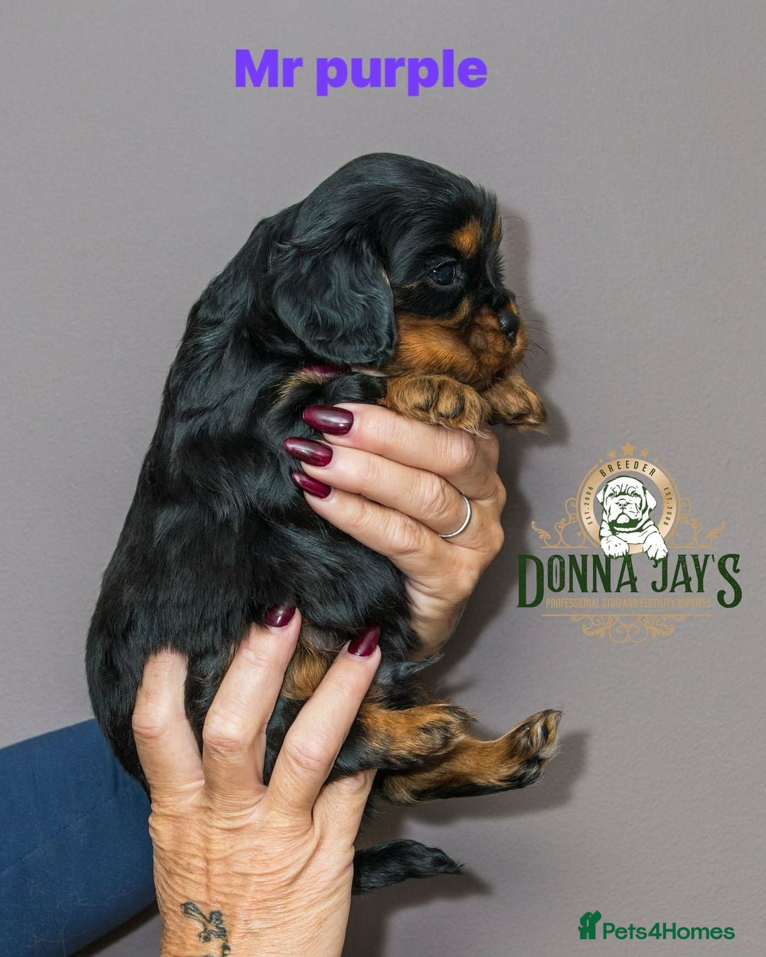 Cavalier King Charles Spaniel dogs for sale: Donna Jays old school type cavalier King Charles  - Image 10