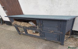 Guinea Pig rodents for sale: Give away two female Guinea pigs  - Image 6