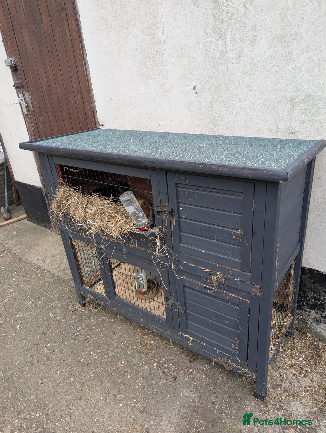 Guinea Pig rodents for sale: Give away two female Guinea pigs  - Image 6
