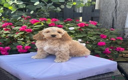 Cockapoo dogs for sale: 1 boys left apricot f1 DNA tested Cockerpoos  - Image 2