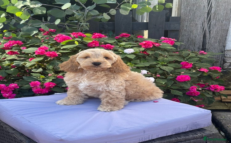 Cockapoo dogs - Advert 7