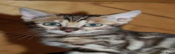 Bengal cats for sale: One Brown Rosette Male Bengal Left! - Advert 21