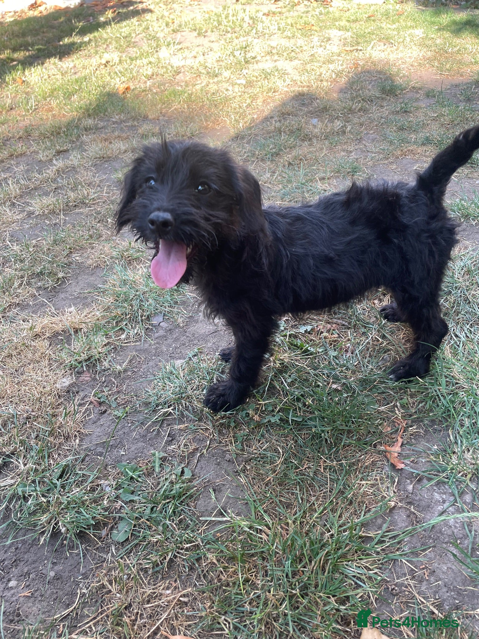 Cockapoo dogs Miniature f1 male puppy  - Advert 2