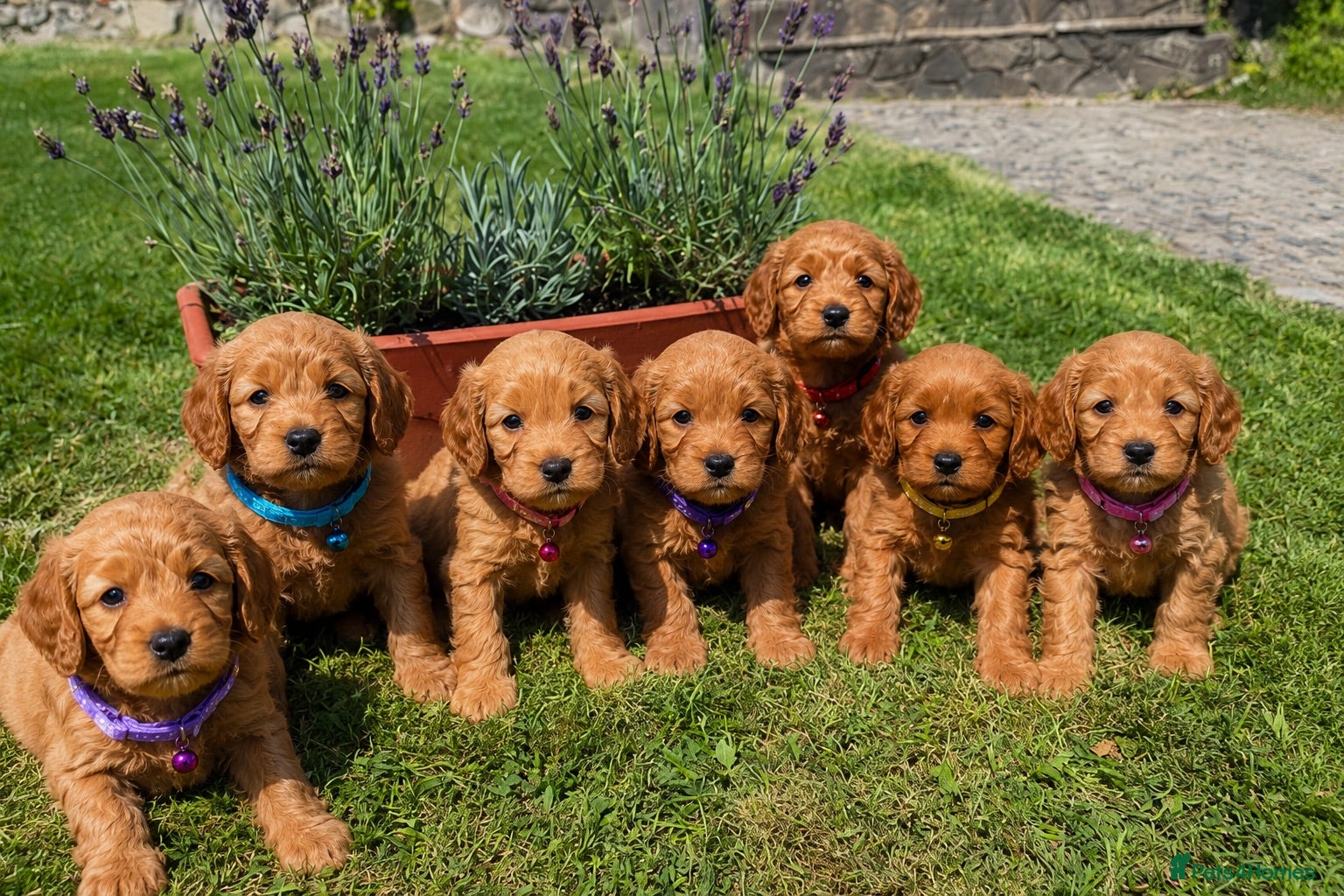 Cockapoo dogs F1 Fox Red Cockerpoo puppies. (Dad DNA tested) - Advert 1
