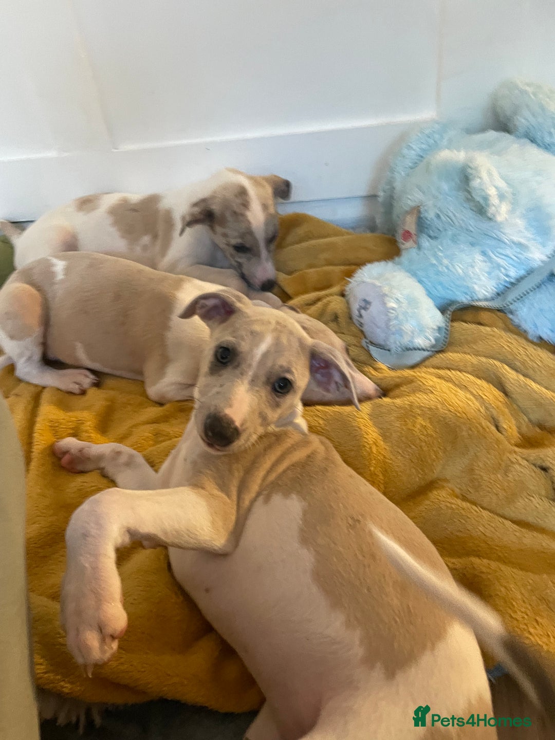 Whippet dogs for sale: Whippet pups  - Image 22