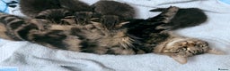 Siberian cats for sale: Siberian kittens for sale - Advert 7