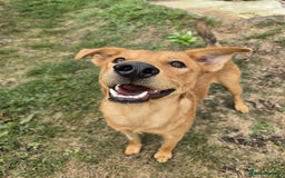 Mixed Breed dogs for adoption: 💙🐶 ARCHIE AND ARNY🐶💙 - Image 26