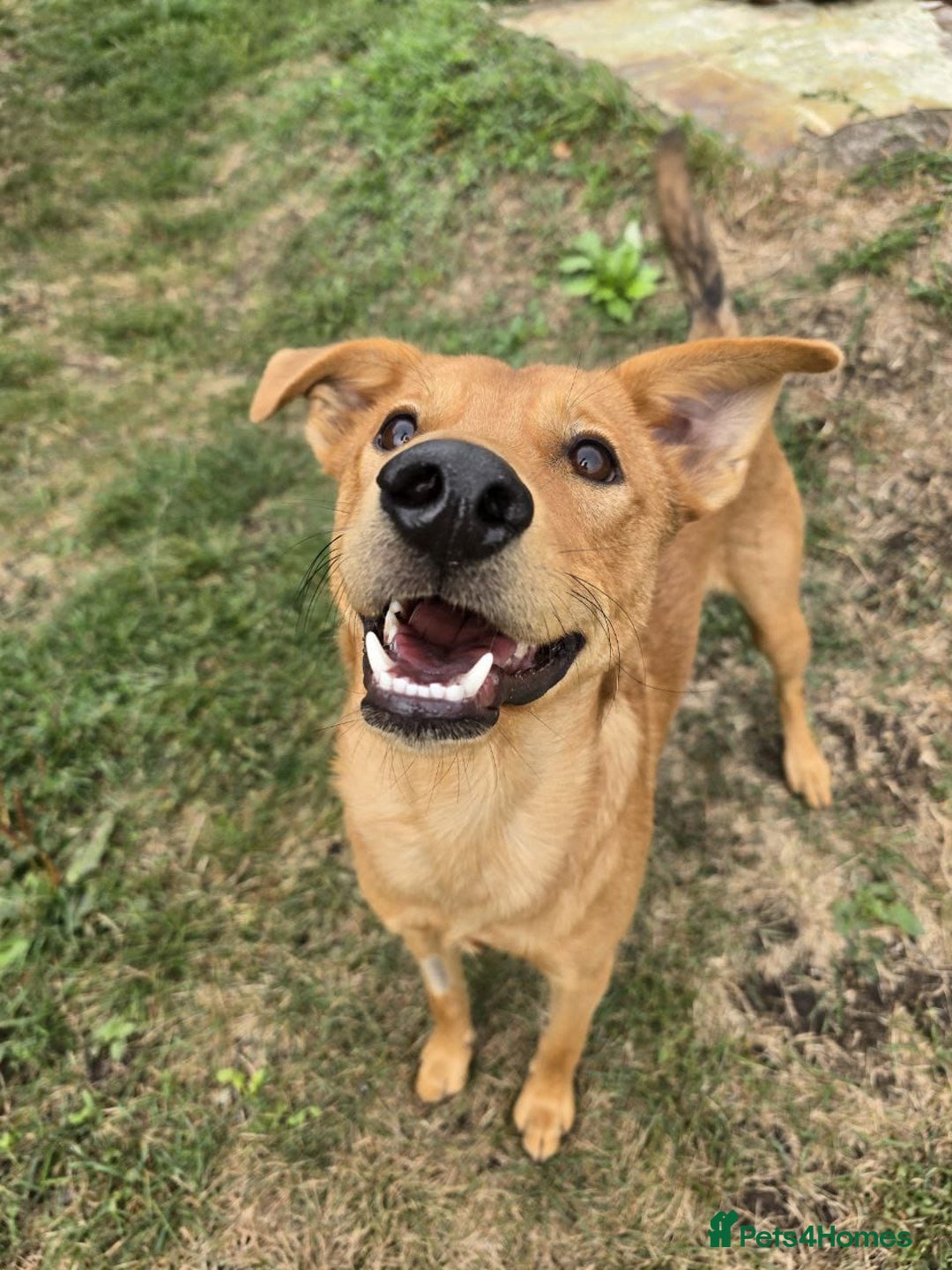 Mixed Breed dogs for adoption: 💙🐶 ARCHIE AND ARNY🐶💙 - Image 26