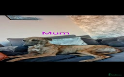 Whippet dogs for sale: ⭐️ Whippet puppies ⭐️ - Image 4