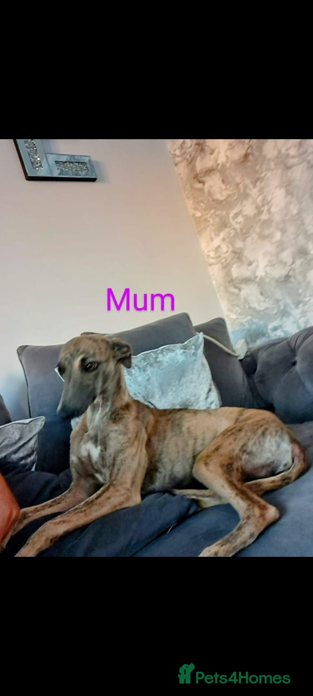 Whippet dogs for sale: ⭐️ Whippet puppies ⭐️ - Image 4