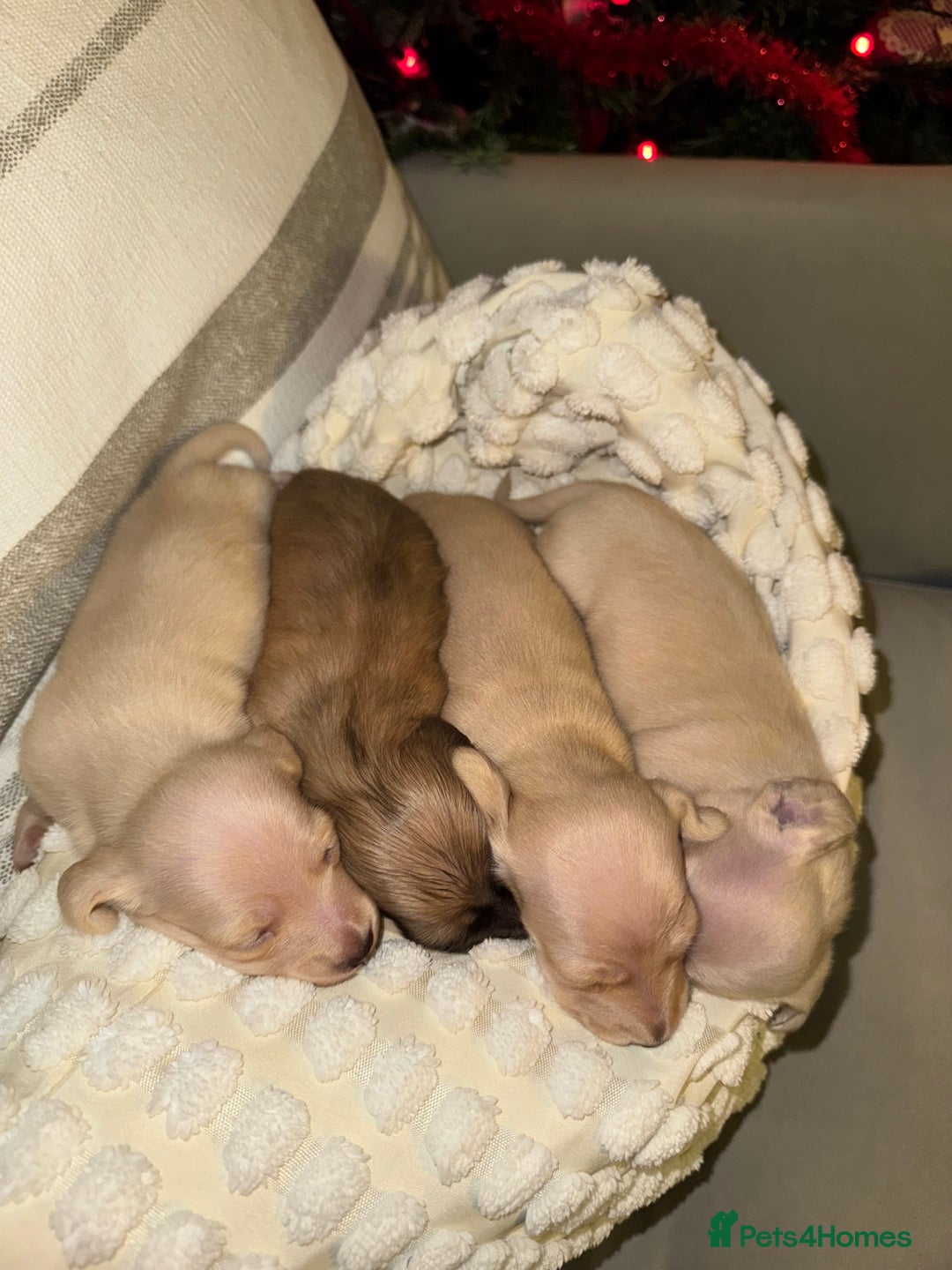 Dachshund dogs for sale: Stunning litter-cream miniature dachshund puppies - Advert 15