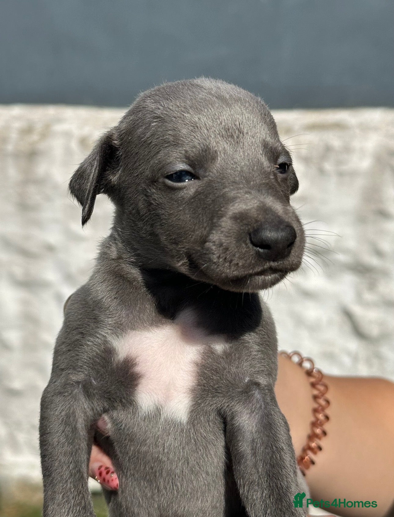 Whippet dogs 🐶Gorgeous Whippet Puppies Available🐶 - Advert 2