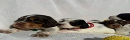 Cocker Spaniel dogs for sale: Bred From Extensively Health Tested Parents - Advert 15