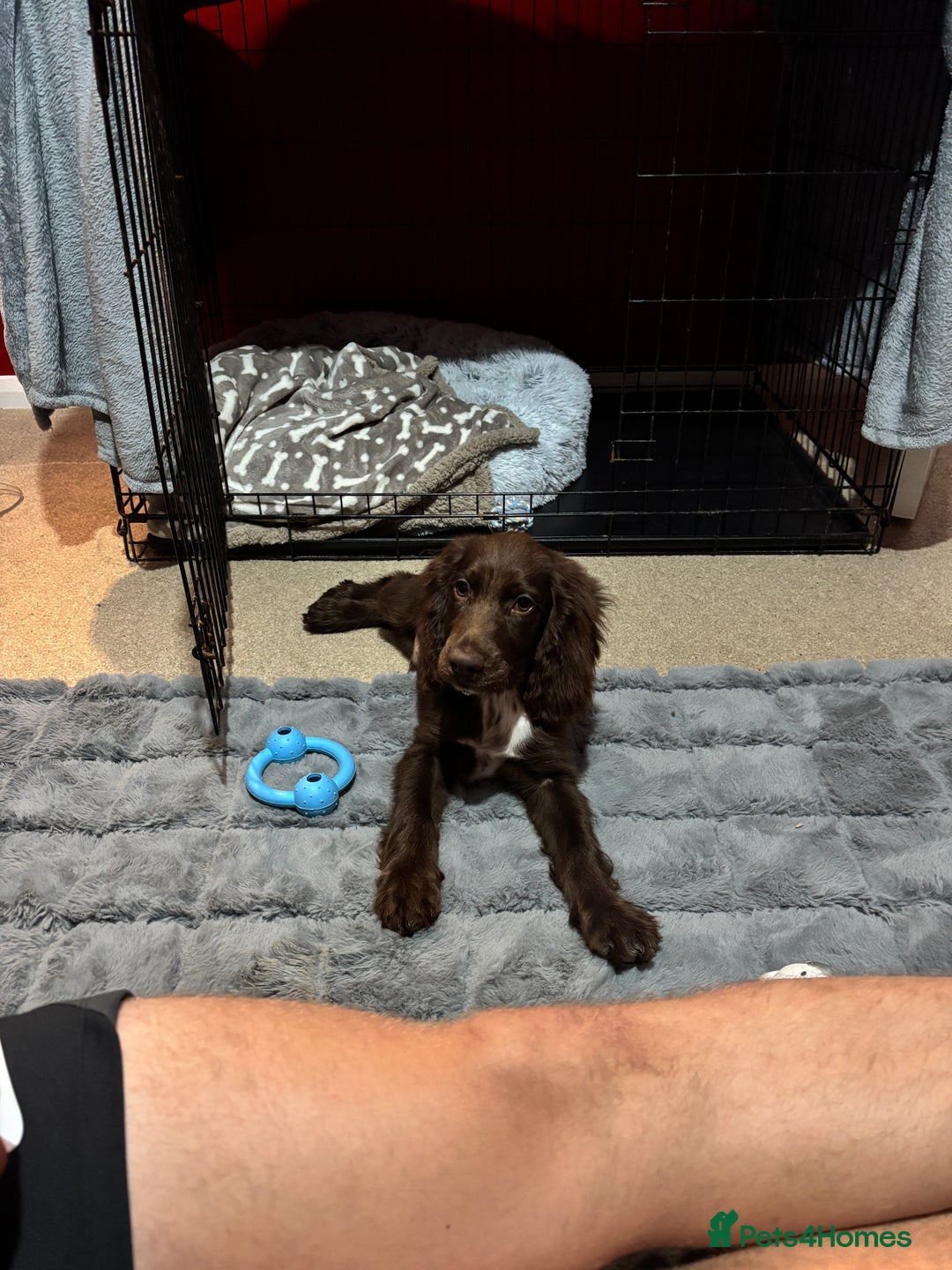 Sprocker dogs for sale: Male Chocolate Sproker - Image 1