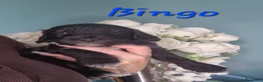 Bingo