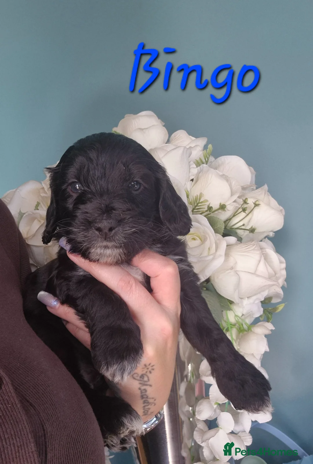 Mixed Breed dogs for sale: Beautiful Labradoodle x puppies - Advert 2