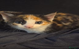 Mixed Breed cats for sale: Kittens  - Advert 6
